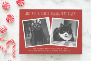 funny cat christmas cards