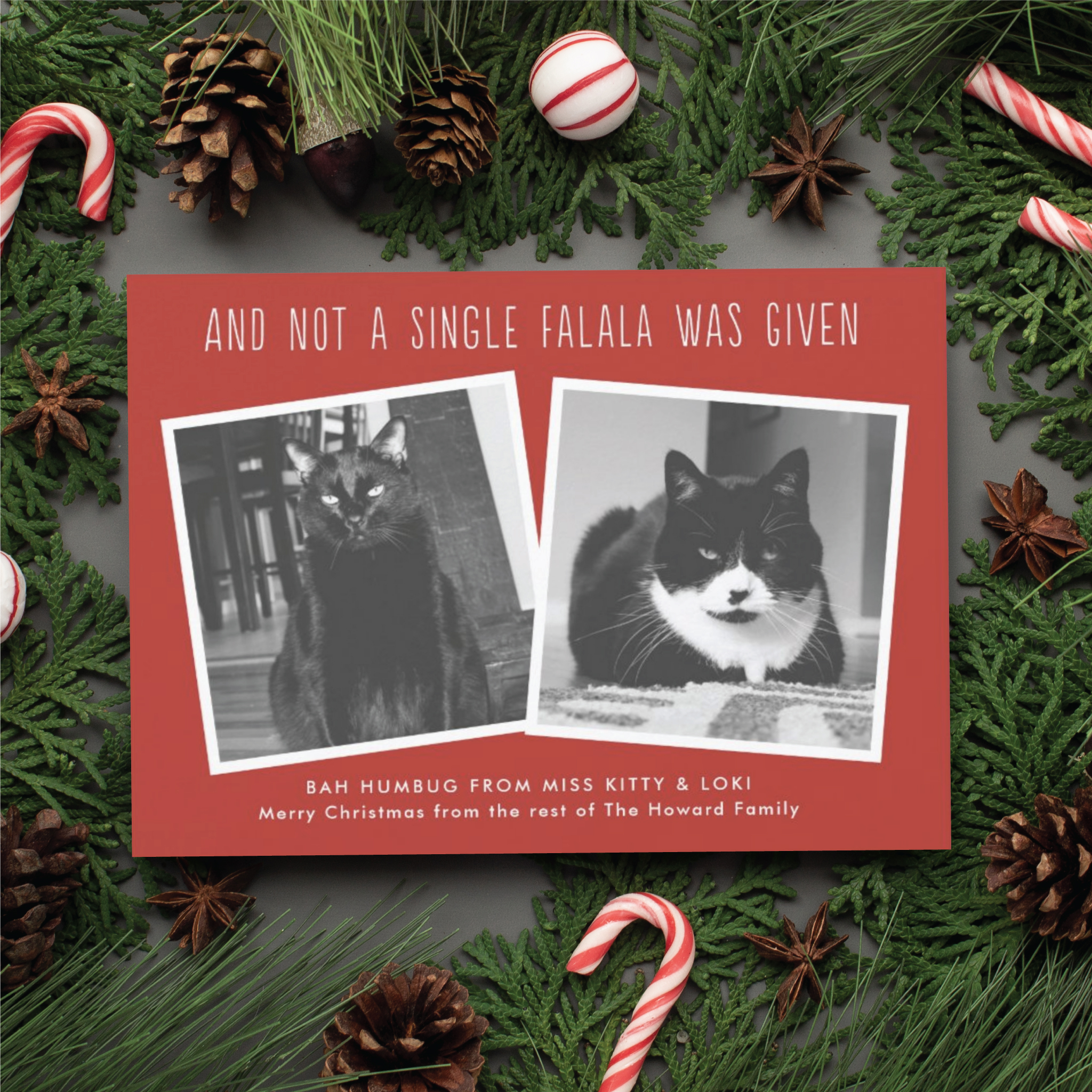 funny cat christmas card